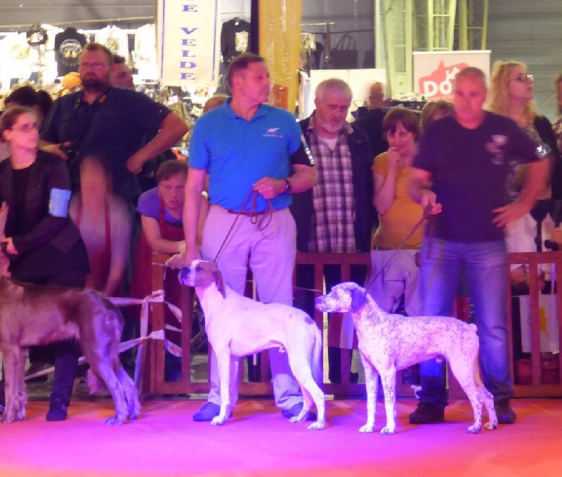 .....EXPO DOUAI Spéciale de race le 12/06/2016